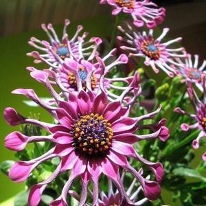 Meet your Posher, Mae